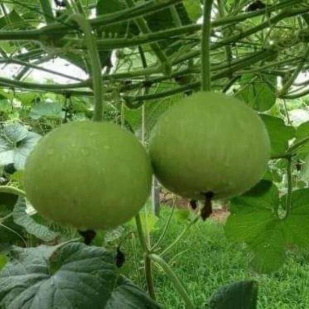 5 hạt giống bầu tròn