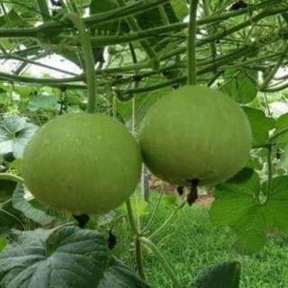 5 hạt giống bầu tròn