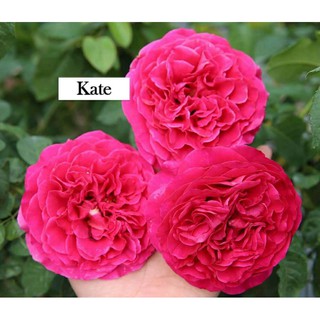 Hồng kate nguyên bản chậu trung