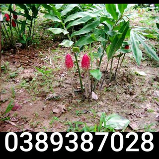 cây ngải 3 mắt giống