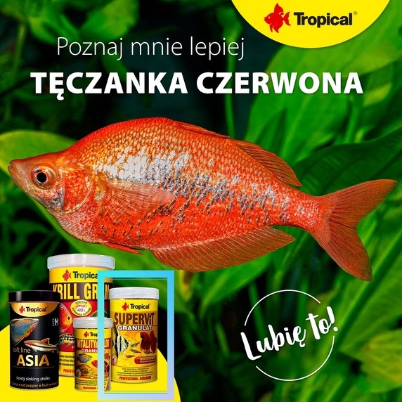 Thức ăn cá Tropical Supervit Granulat - Cám cá cao cấp dạng hạt thành phần phong phú cho mọi loại cá cảnh