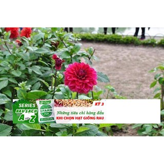 Hạt Giống Hoa thược dược 30h đủ màu ĐẾN MÙA TRỒNG TẾT