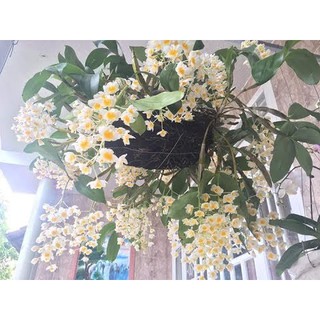 Hoa Lan Thủy Tiên (Kiều Vuông)