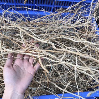 Lũa Rễ Rừng Set Up Bể Thủy Sinh (100g)