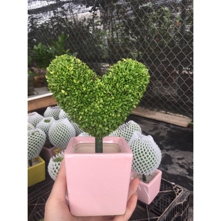 Cây may mắn hình cute xỉu luôn