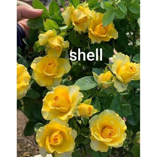 Cành Chiết Hoa Hồng Ngoại Shell (Giống Hoa Hồng)