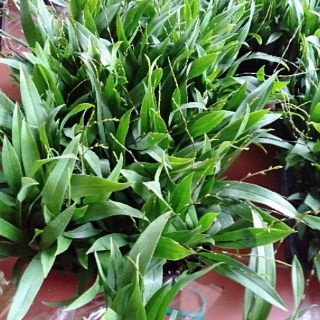 Vũ nữ hồng lâu mộng