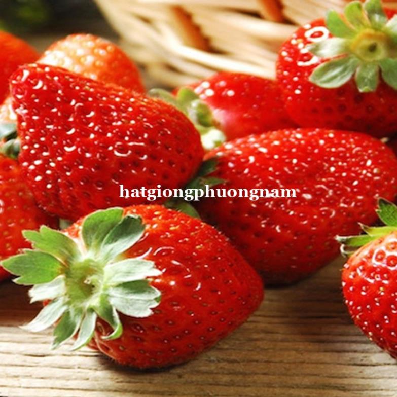 100H - HẠT GIỐNG DÂU TÂY ĐỎ nhập khẩu Đức