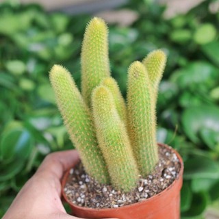 Xương rồng đuôi khỉ