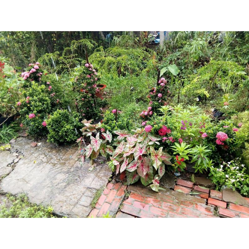 Củ giống cây môn cảnh .