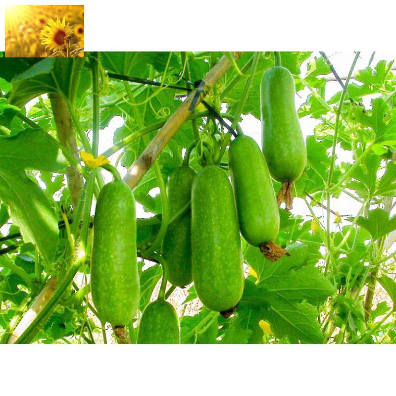 Bí đao xanh ăn siêu ngonn (gói 5gram)