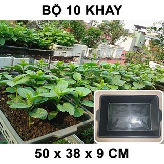 Bộ 10 KHAY TRỒNG RAU 50x38x9 CM