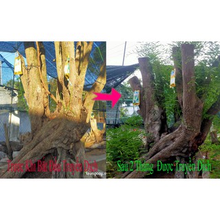 Túi Truyền Dịch Cho Cây