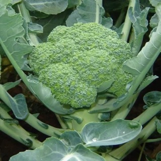 HẠT GIỐNG SÚP LƠ BABY XANH NHẬP KHẨU