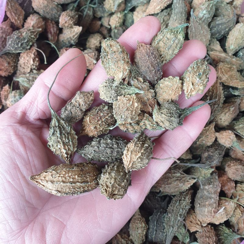 khổ qua rừng, mướp đắng, khổ qua nguyên trái khô