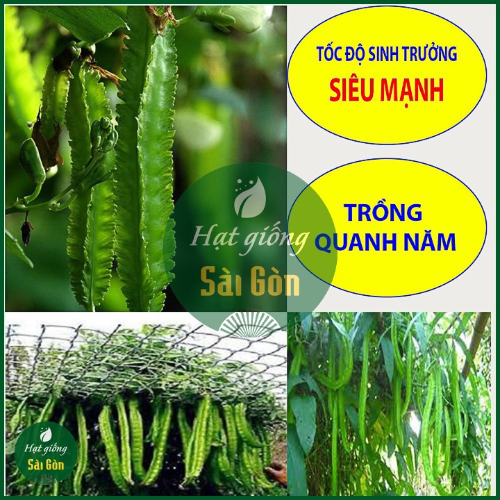Hạt Giống Đậu Rồng Siêu Trái 10Gr