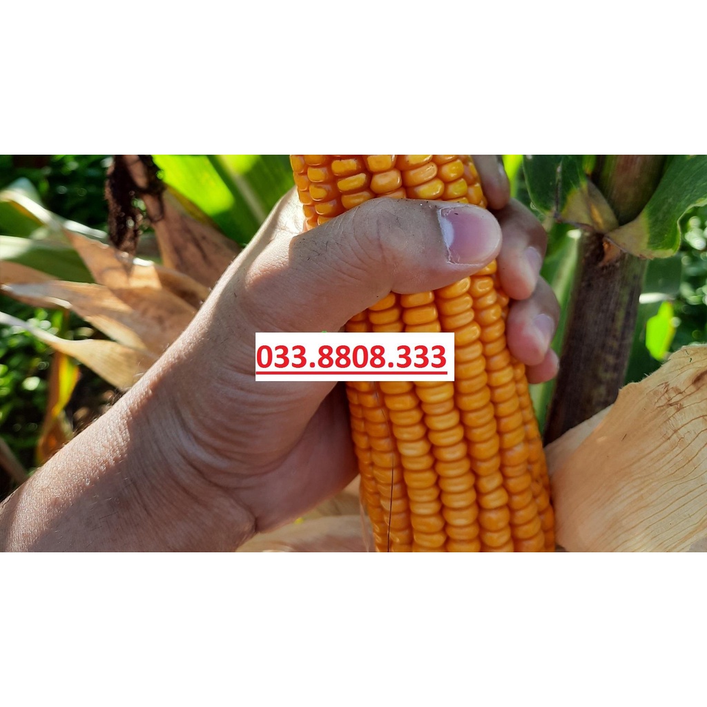 HẠT GIỐNG NGÔ LAI ĐƠN F1 BIẾN ĐỔI GEN NK4300 Bt/GT GÓI ZIP 300G  BẮP TO NĂNG SUẤT CAO