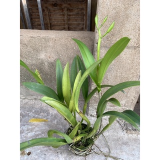 Lan Cattleya chậu lớn đang nụ