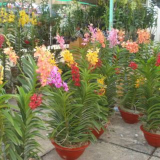 (Mua 10 tặng 1) Combo 10 cây lan Mokara giống