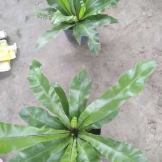Cây Tổ Phụng