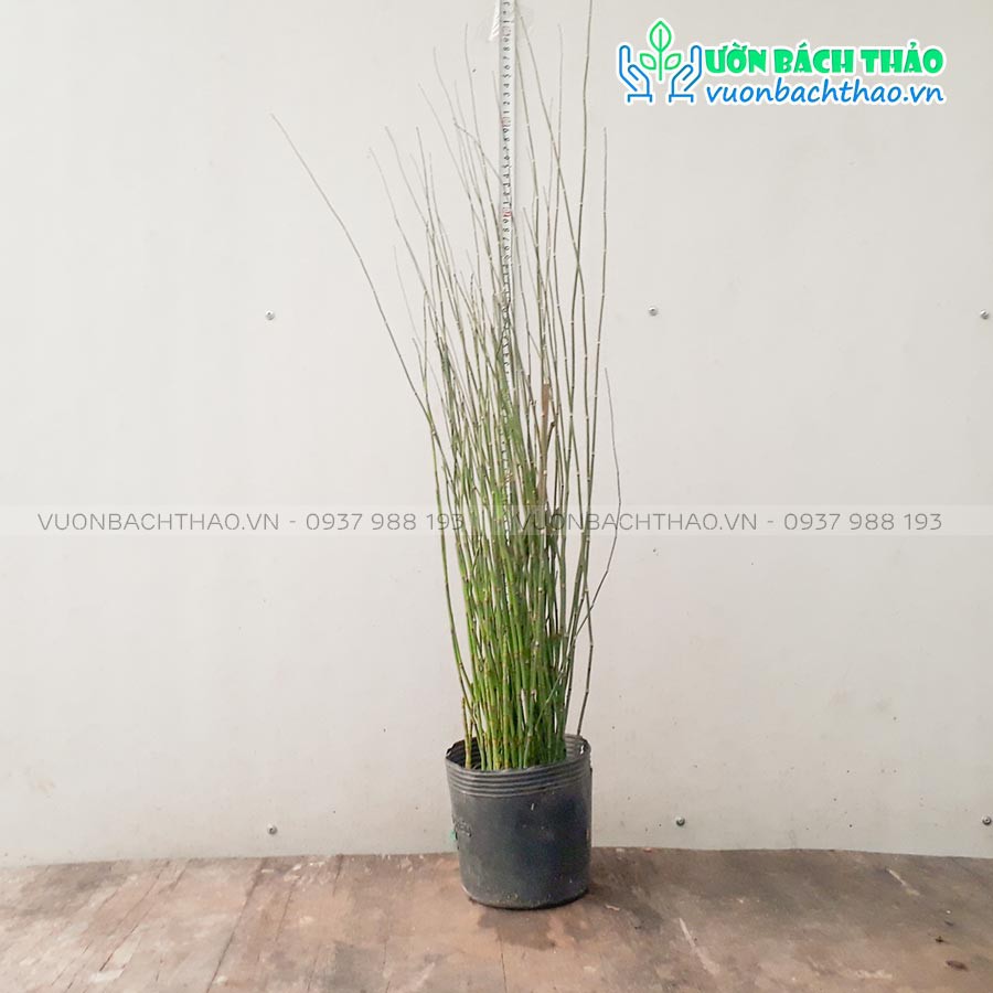 Cây Mộc Tặc, cây thiền trúc, cây cỏ tháp bút