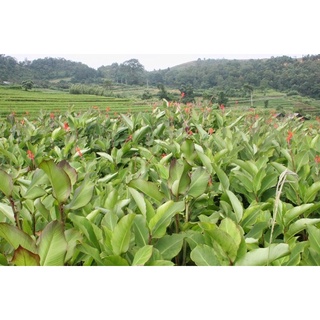 MIỄN DONG PHIA ĐÉN CAO BẰNG