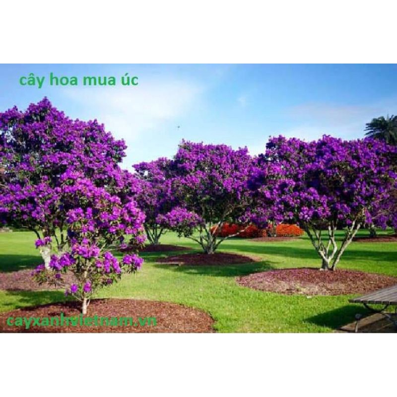 Cây giống sim Úc (mua Úc )