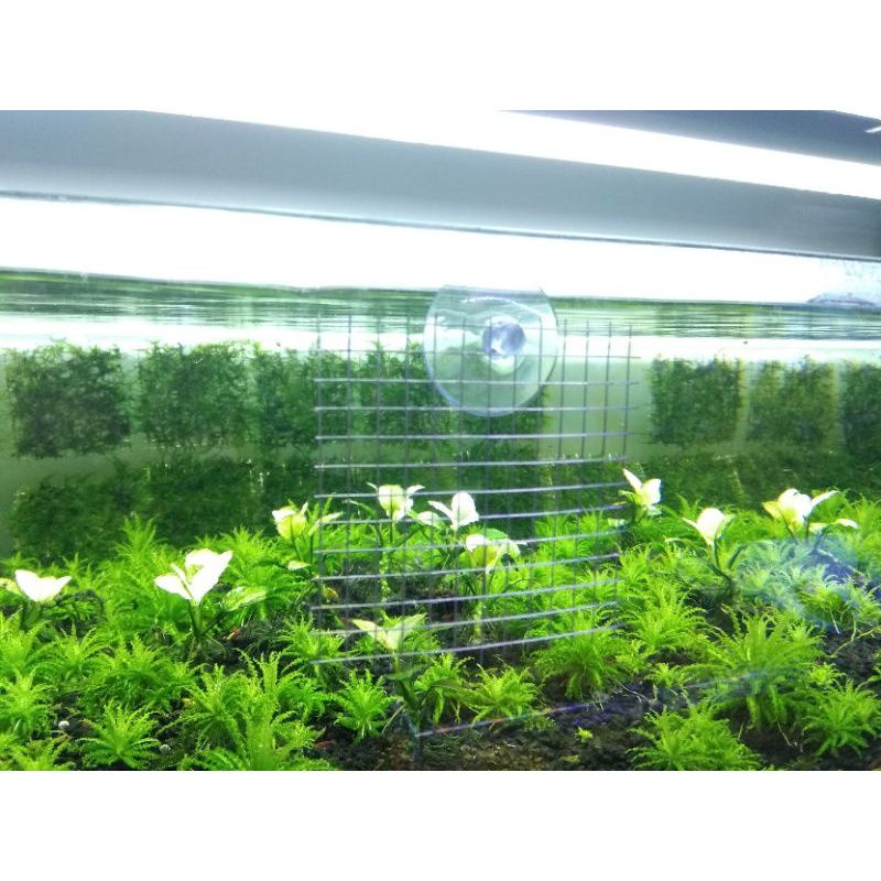 Vì inox buộc rêu - 100% inox chống gỉ - Vỉ ươm cây