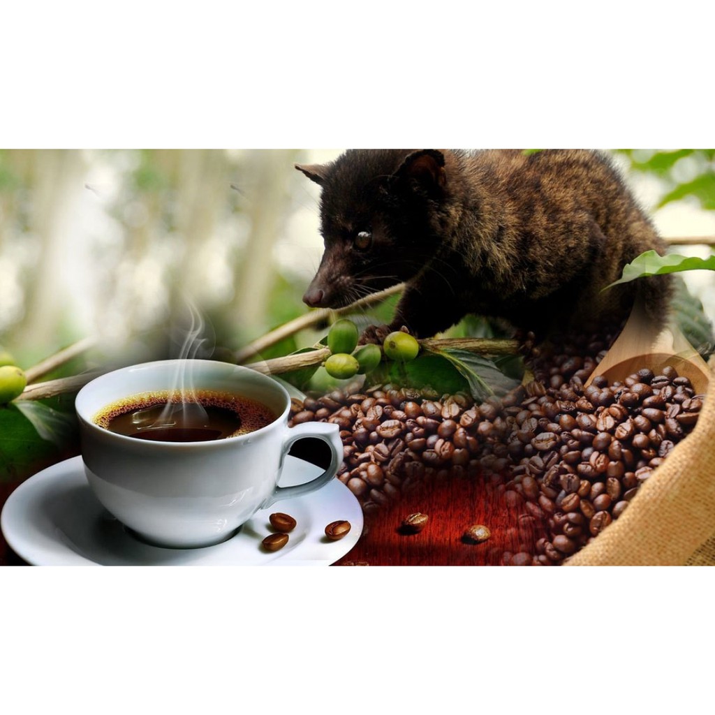 CÀ PHÊ XAY CHỒN BAN MÊ 500G