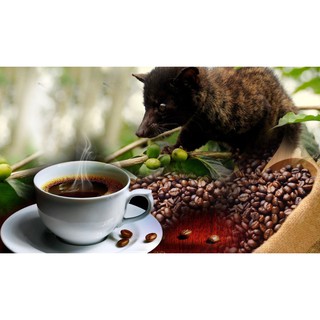 Cà Phê rang xay Chồn BAN MÊ ĐỎ Chính hiệu 500g