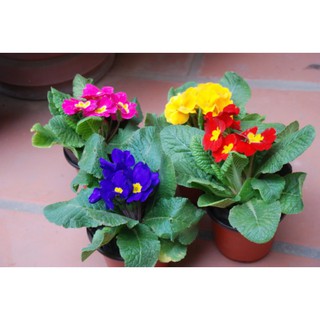 50 Hạt Giống Hoa báo xuân