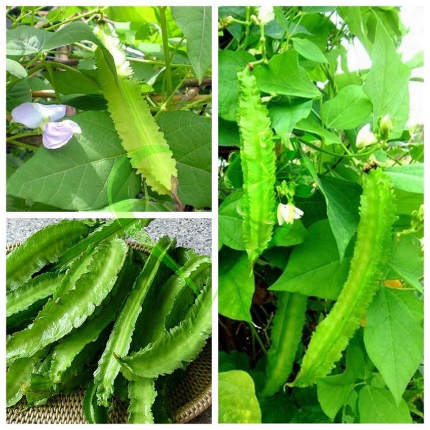 Hạt giống đậu rồng - gói 10 gram