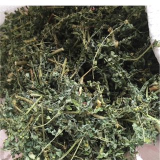 Diệp hạ châu _ chó đẻ _ 1kg