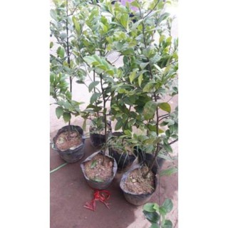 sản phẩm HOA MAI VÀNG SIÊU HÓT