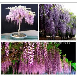 Hạt Giống Hoa Tử Đằng Mix 5 Hạt