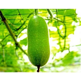 Hạt giống bí đao chanh