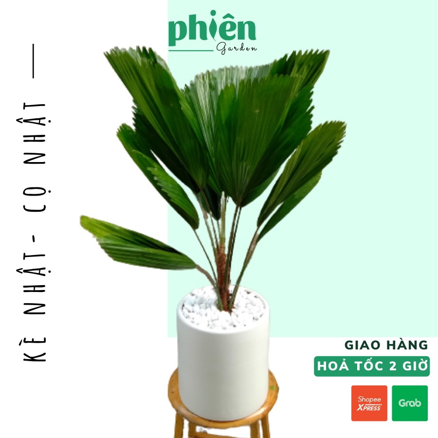 Cây Kè Nhật, Cọ ta nội thất, văn phòng siêu đẹp