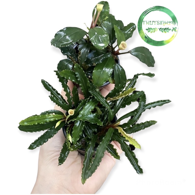 cây thuỷ sinh Bucep - dễ trồng - dán đá lũa - không cần co2