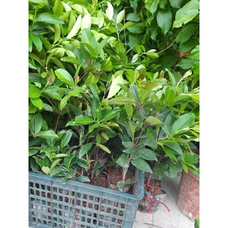 [ Cây giống] Cherry Brazil cây cao 40 -50cm