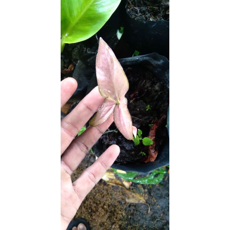 Sinhonium màu hồng 1 chiếc lá