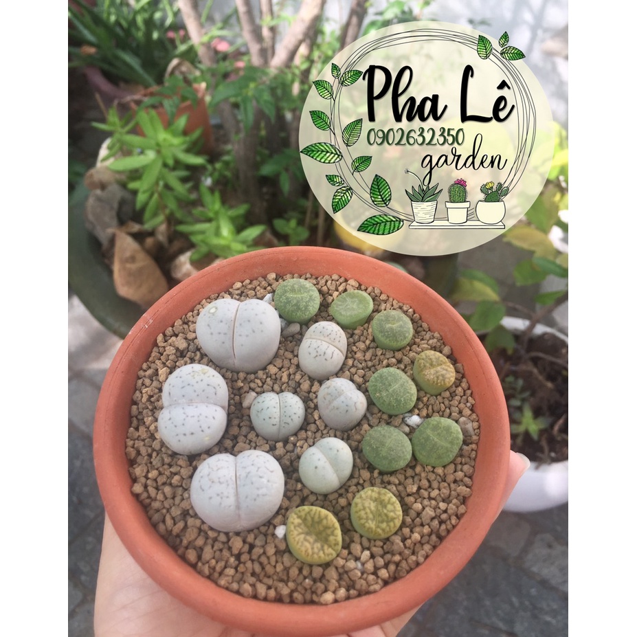 1 cây sen mông trắng  tròn lẳng siêu cưng /lithops