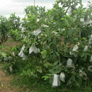 500g túi mút xốp bọc ổi