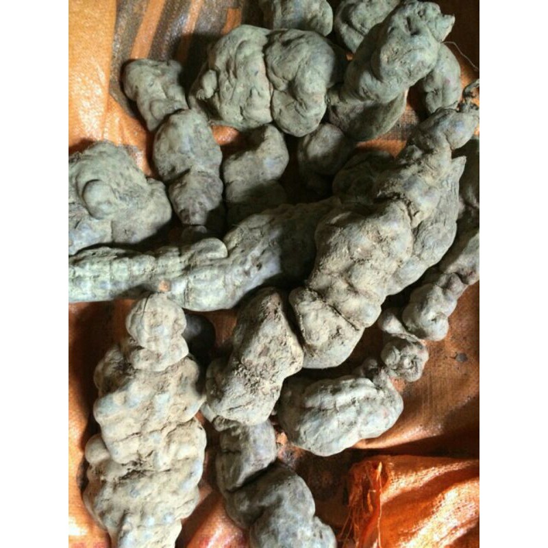 1kg hà thủ ô tươi