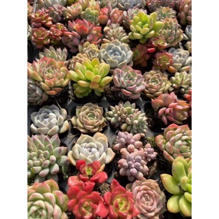 Sen đá ngẫu nhiên 5-8cm 🌟 giá siêu rẻ 🌟