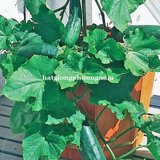10 Hạt - Hạt Giống Dưa Chuột Bụi 80 Cm Phương Nam