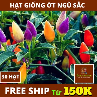 ( BOK GARDEN ) HẠT GIỐNG ỚT NGŨ SẮC 30 HẠT