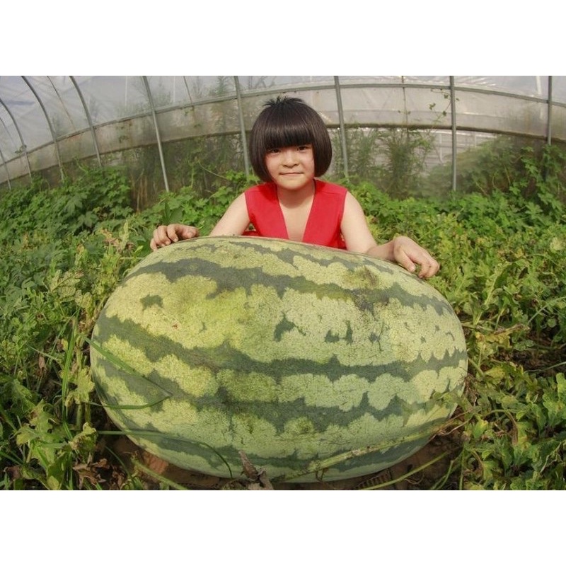 Hạt giống dưa hấu khổng lồ siêu ngọt siêu trái F1