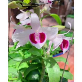 Ki phi điệp siêu ám 21 Tuyên Quang