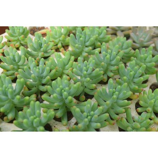 Sen đá thạch ngọc Mỹ mini 2-4cm