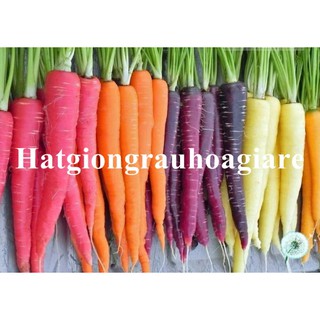 Hạt giống Củ cà rốt mix màu tặng kích mầm